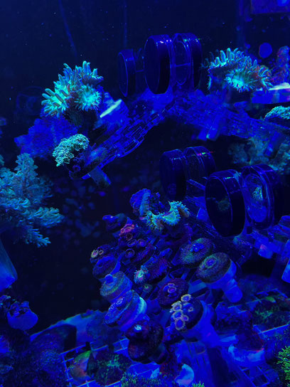 オーバーフロー水槽　フラグラックセット　サンゴ水槽 フラグラックのレビューを頂戴しました - saff design サフデザイン