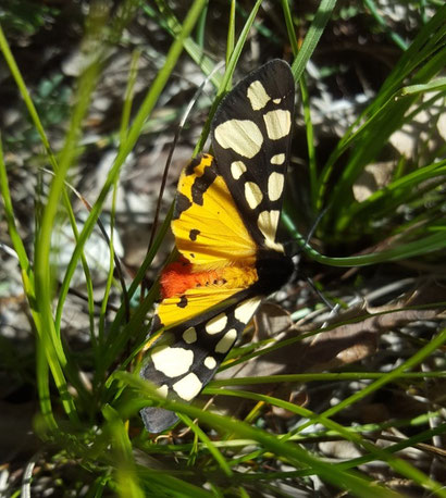 Magnifique papillon