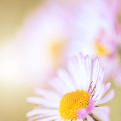 Blüte