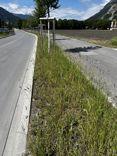 offene Baumstreifen beim Rossboden (Mai 2022)