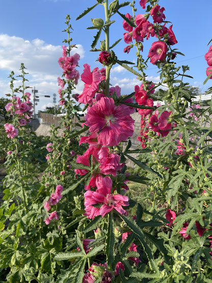 尼崎市武庫川の花