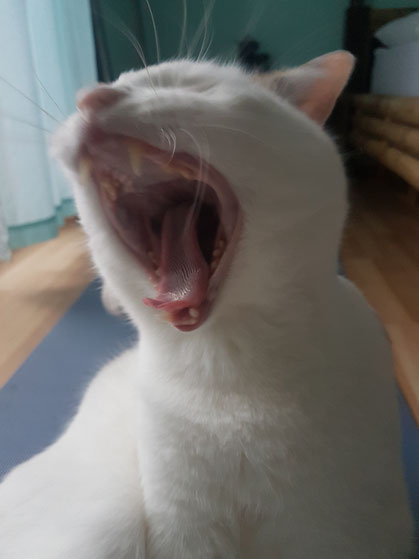 Gähnende Katze