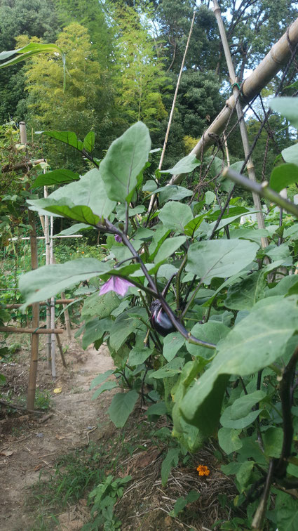 8月26日　茄子