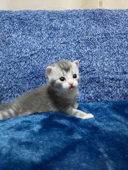 スコティッシュフォールド 子猫 ブリーダー 猫