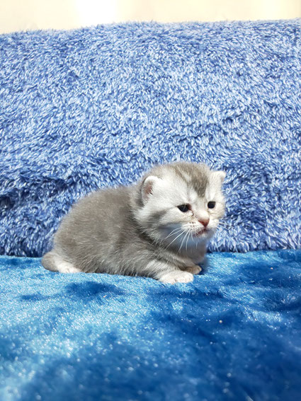 スコティッシュフォールド 子猫 ブリーダー 猫