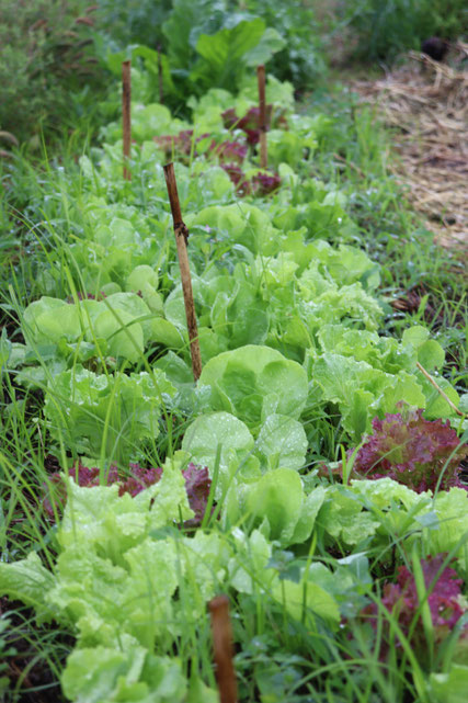 首都圏日帰り・自然農の野菜づくりを学ぶ・さとやま農学校＠すどう農園