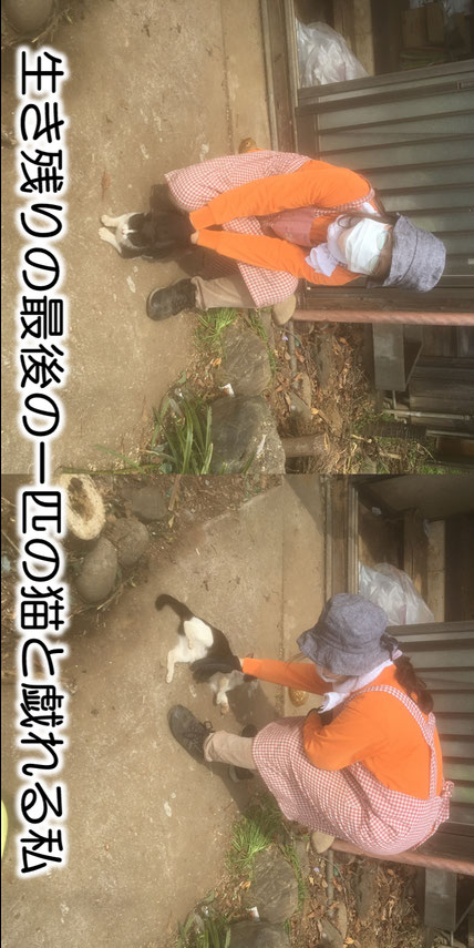 生き残りの最後の一匹のネコと戯れる私