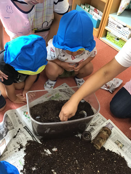 新しい土に入れ替えて幼虫が土に入っていくのを真剣に見ていましたよ！成長したカブトムシ見るの楽しみですね！