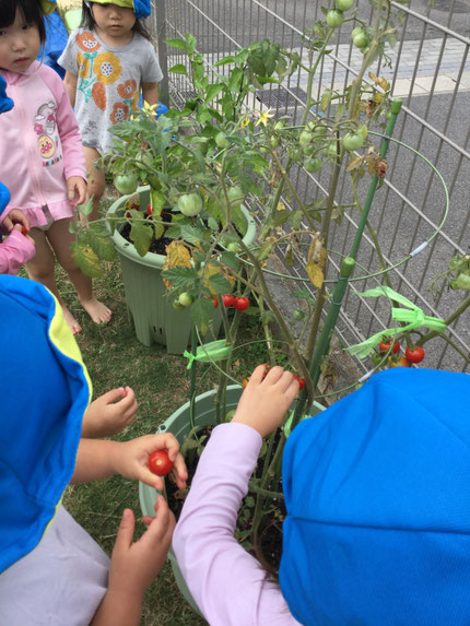 子ども達が植えた野菜が色づき始めたため、収穫をしました。今日は、プチトマトとパプリカを収穫しました。