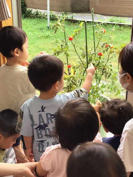雨の隙間に野菜の収穫もしました。みんな自分でトマトを摘んで大喜びでした！