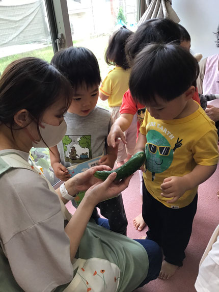 きゅうりは、ちょっと大きくなりすぎて、「きゅうり、でっかい！」「トゲトゲがついてる！」と、大人気でした！