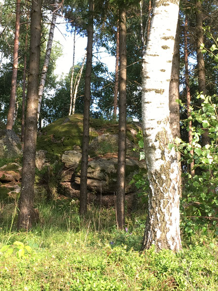 Wähle nur Birken mit einem über 20cm dicken Stamm für die Safternte aus