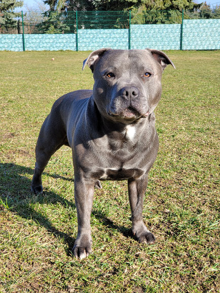 Staffordshire Bullterrier Blue Line