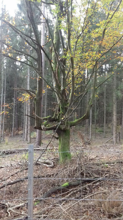 Dieselbe Macht, die diesen isoliert stehenden*  Baum zum Verdrehen anhält, bewirkt bei Zeiten auch die Ausbildung einer ersten DNS Spirale 