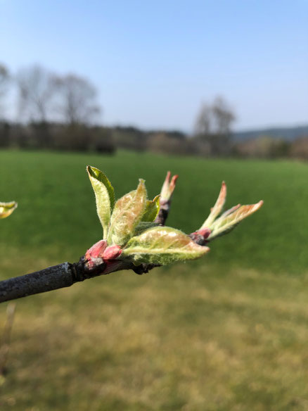 Saftmaxe Erkan Simsek Apfelblüte