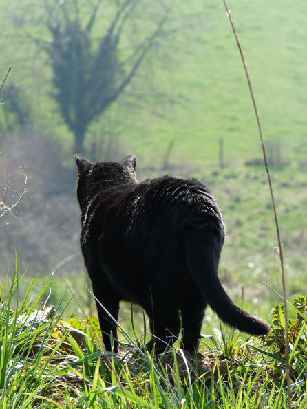 Chat noir / Black cat / Merlin / photo de crystal Jones / Jardin secret de crystal Jones