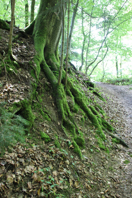 Schöne Wegdetails kann der Wald! :) 