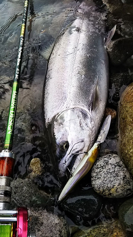 ミウラデザイン　ロッド　サクラマス　メガバス　ワンテン　黒部川　九頭竜川