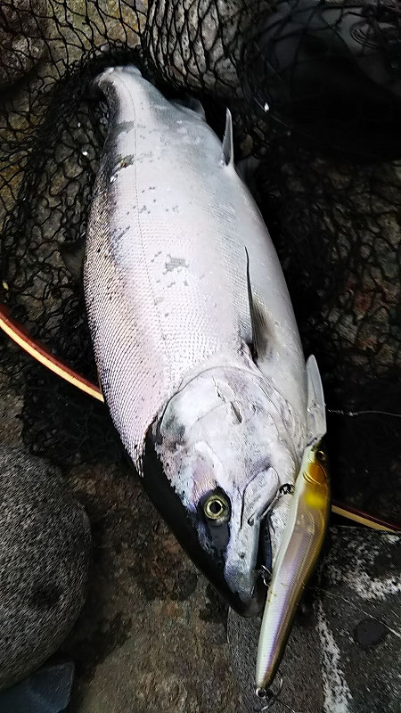 ミウラデザイン　メガバス　サクラマス　ワンテン