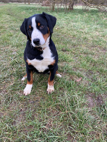 Frieda / Nanneli vom Zieglerhof, Appenzeller Hündin