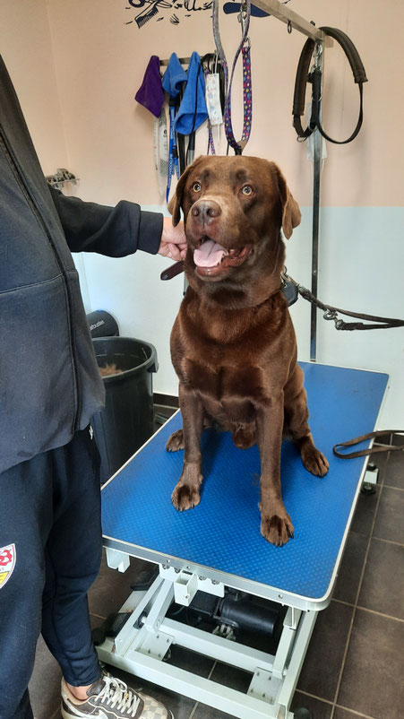 Labrador nach carding und bad