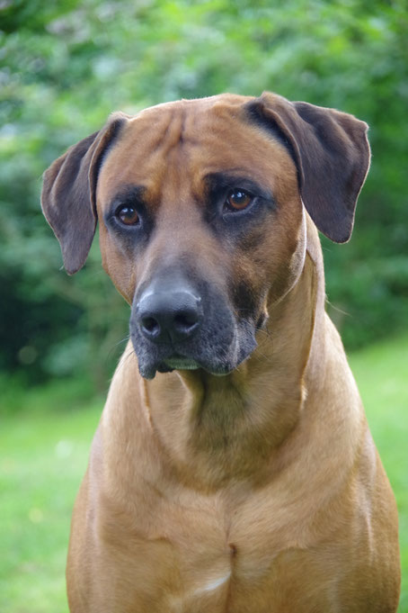 Rhodesian ridgeback, FCI, Luxembourg, Stud dog