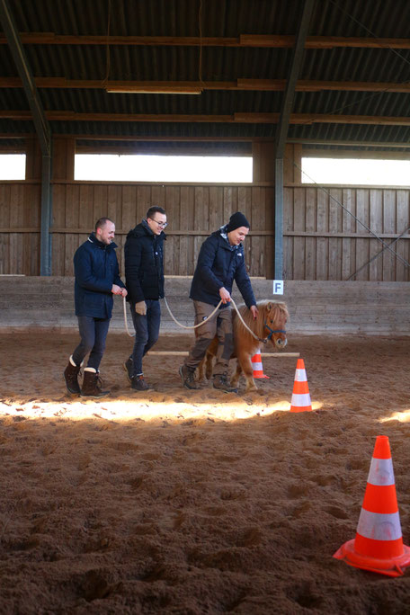 Drei sehr große junge Männer Mitte/ Ende Zwanzig führen ein kleines Shetlandpony mit viel Gelächter und Enthusiasmus im Slalom um Pylonen.