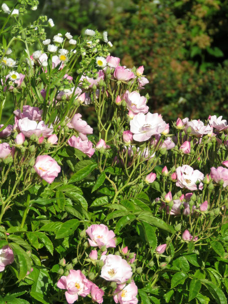 Rose Apple Blossom in der Naturgarten-Rosenschule