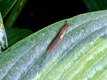 Baby-Schnecke auf robustem Funkienblatt: die starke Blattstruktur schmeckt ihnen nicht