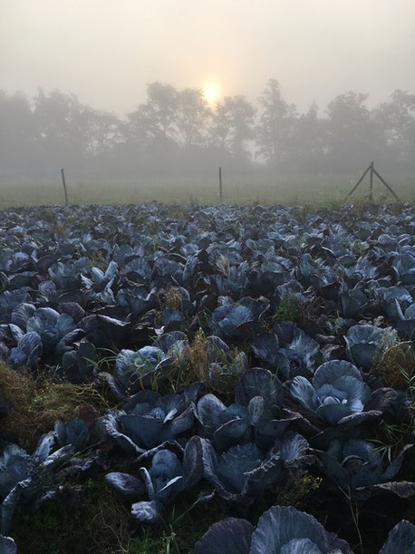 Rotkohl, vom Morgenrot erobert