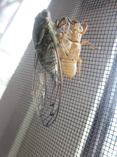セミの幼虫の捕まえ方 昆虫の捕まえ方 育て方 図鑑
