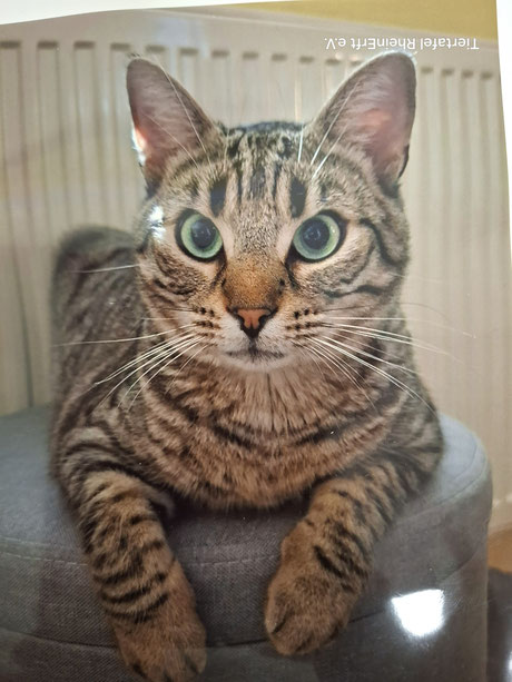 Ein hübscher Kerl_ Foto von seinem Frauchen