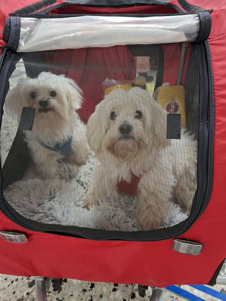 Tiertafel Schützlinge_Foto: Oetken