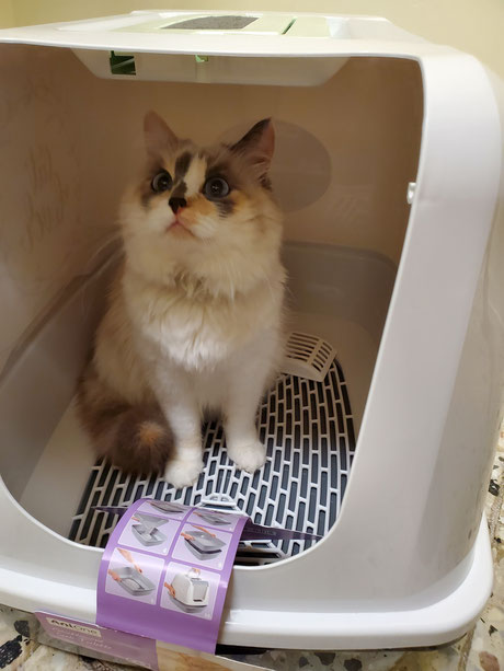 Katze in Katzentoilette