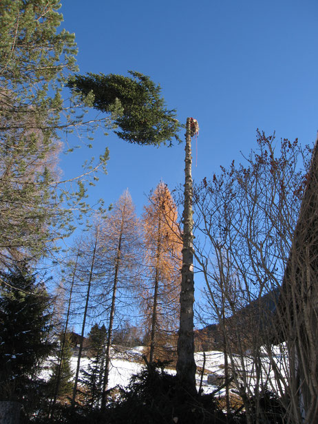 Nach dem Aufstieg schneidet Thurli die Tanne in Stücke