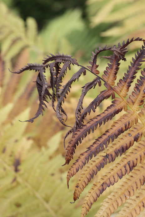 photography, natur, minimalistisch, nature_mavels, nature_magic, strukture_photography,  detais, reduction