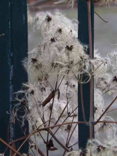 Winterblüten