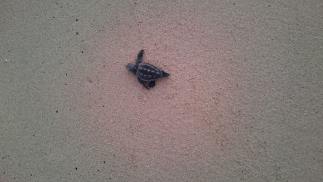 Hatchling making its way to the sea