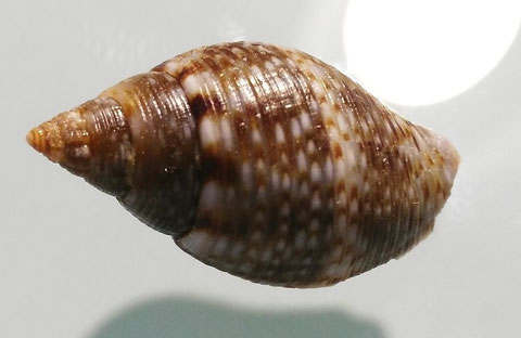 Pisania striata, Santa Severa