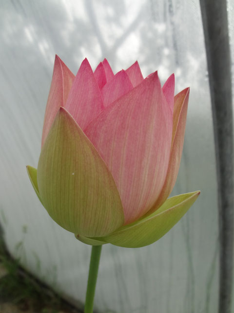 Nelumbo Langes Leben