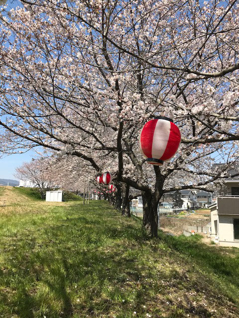 ソメイヨシノ小田川沿いの満開の桜