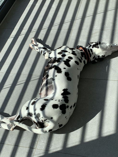 Das Bäuchlein wächst und Hella genießt die Sonne....