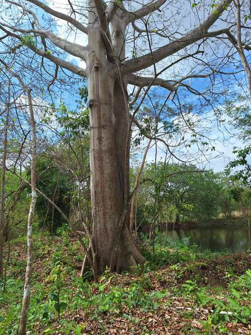 Eine "Ceiba" - Symbol des Hoffnungsbaums - auf dem Land der Schule namens Santa Fé