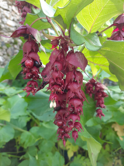 L’arbre aux faisans en fleur. Joli et comestible…