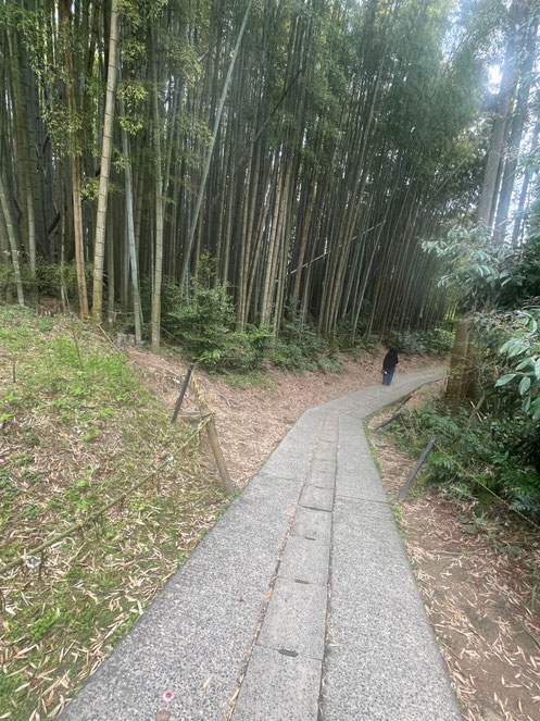 大楠へと続く道