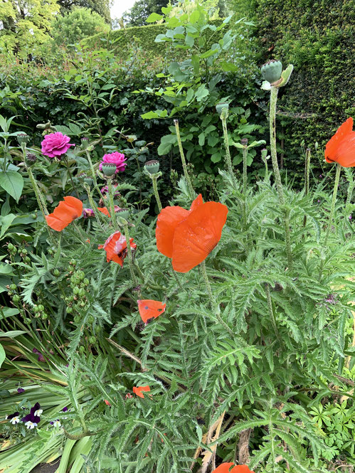 Sommerblüten
