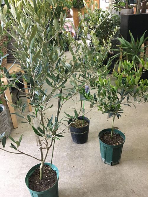 Concept Green Jam Foliageplant Concept Green Jam Foliageplant