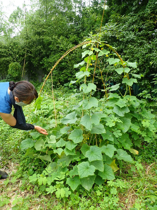 自然農東京、野菜作り教室東京