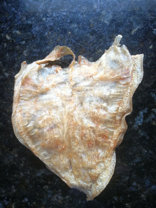 FISH BLADDER Special products of amanazonas, Dry and frozen amazon