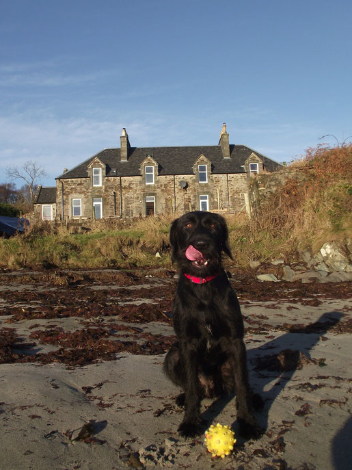 Dog on the beach, Dower House, Isle of Islay, Scotland